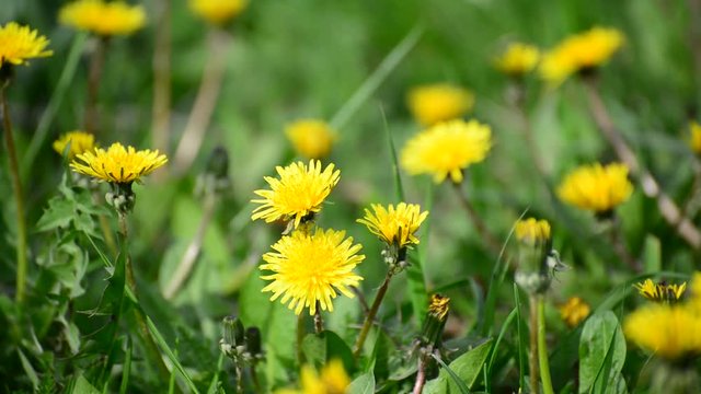 spring yellow dandelions in breeze