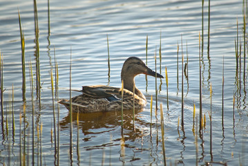 Kaczuszka © Mariusz Stoszewski