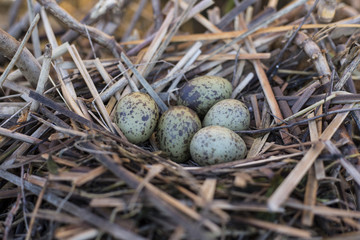 gull eggs are in the nest, the nest in the reeds.