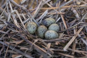gull eggs are in the nest, the nest in the reeds.