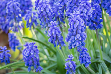 beautiful spring blue flowers muscali