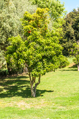 Fototapeta na wymiar Monserrato park in spring sassari italy