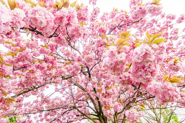 Obraz na płótnie Canvas tree branch with beautiful pink flowers