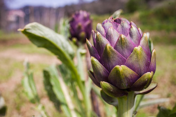 Obraz premium Carciofi