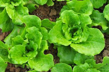 green lettuce crops in growth at vegetable garden