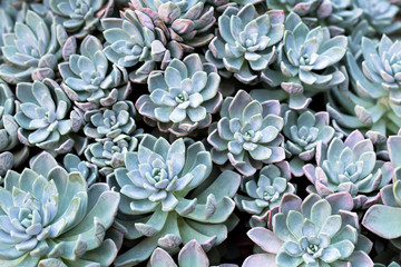 Succulent plant