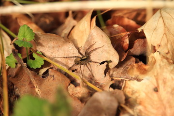 Spinne auf Waldboden