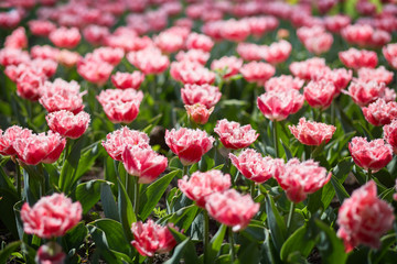 Beautiful spring tulips