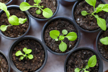Pitunia seedlings in plastic flower pots