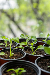 Pitunia seedlings in plastic flower pots