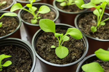 Pitunia seedlings in plastic flower pots
