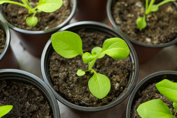 Pitunia seedlings in plastic flower pots