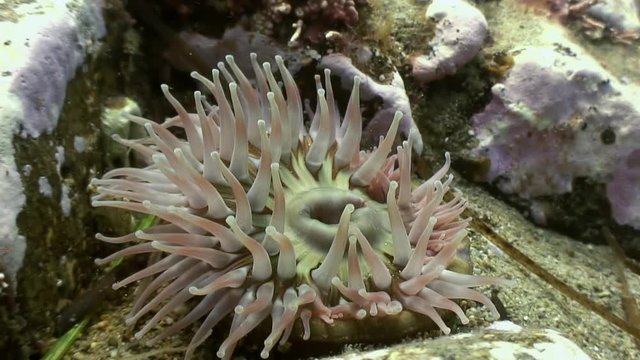 Sea anemone actinia on a stone floor. Amazing, beautiful underwater world Japanese Japan Sea and life of its inhabitants, creatures and diving, travels with them. Wonderful experience in sea