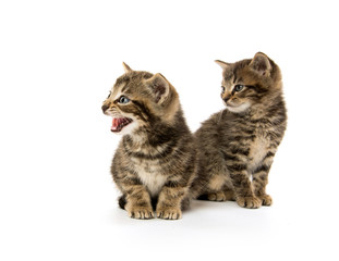 Fototapeta premium Two tabby kittens