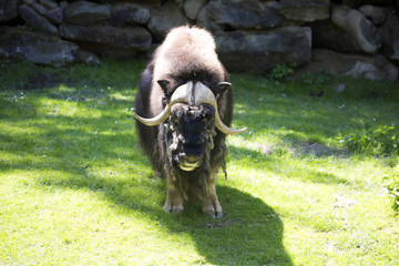 Musk ox, Ovibos moschatus, is a big tur
