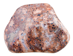 polished pebble of Leopard skin Jasper isolated