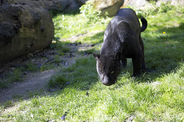  Jaguar Panthera onca, black form
