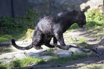 Jaguar Panthera onca, black form, during defecation