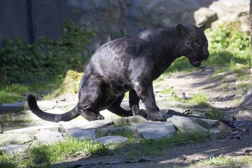 Selbstklebende Fototapete Panther Jaguar Panthera onca, black form, during defecation