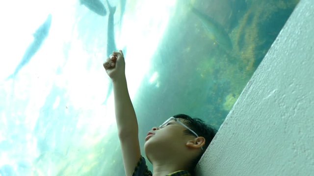Young asian boy watching fich in aquarium
