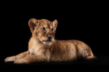 Obraz na płótnie Canvas little lion cub on black background