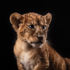 little lion cub  on black background