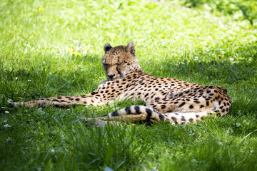 Cheetah resting, Acinonyx jubatus © vladislav333222