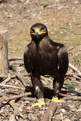 Harris's Hawk, Parabuteo unicinctus, often behave falconers