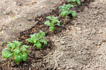 Piccole piante di patate in fila