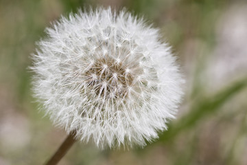 Macro de diente de vilano de diente de león