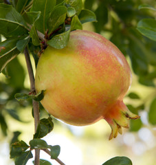  Colorful Pomegranate Fruit on Tree Branch.