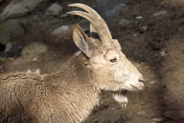 female Siberian ibex, Capra sibirica, losing winter coat