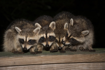 Obraz premium Four cute baby raccoons on a deck railing