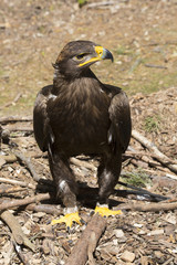 Harris's Hawk, Parabuteo unicinctus, often behave falconers