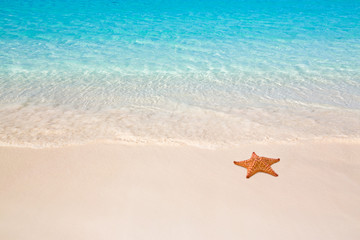 Étoile de mer sur la plage
