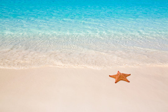 Fototapeta Starfish on beach