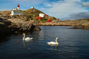 Leuchtturm Lindesnes, Norwegen, Schwäne © RuZi