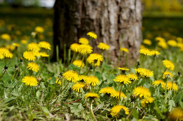 Dandelions on a lawn in city park