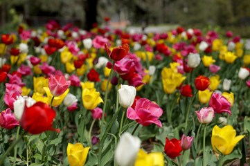 Tulips on a lawn in city park