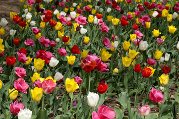 Tulips on a lawn in city park