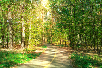 Sunny day in summer park.