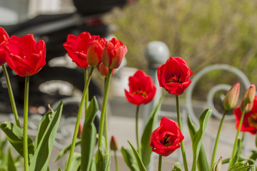 View through red tulips