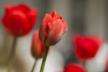 Red tulips on blurred background closeup