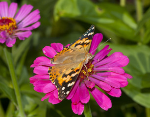 Butterfly on a flower