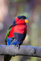 Black-capped Lory, Lorius lory erythrothorax, full of colors