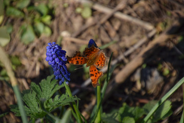 Polygonia c-album on a flower. Butterfly drinking the nectar of the flower.