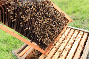 Open hive, beekeeping