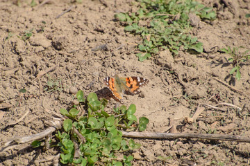 The Small tortoiseshell on the plant. Spring butterflies flying.