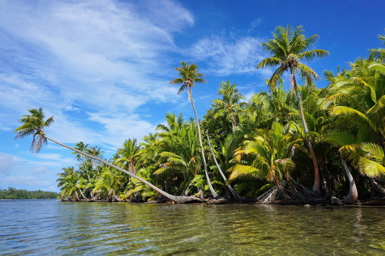 Lush coconut palm trees on the shore of the lake Fauna Nui, Maeva, Huahine island, French Polynesia