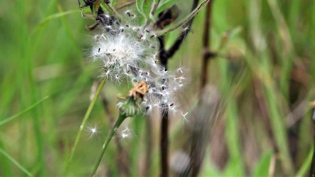 dandelion little seeds fluttering in the wind on a green background